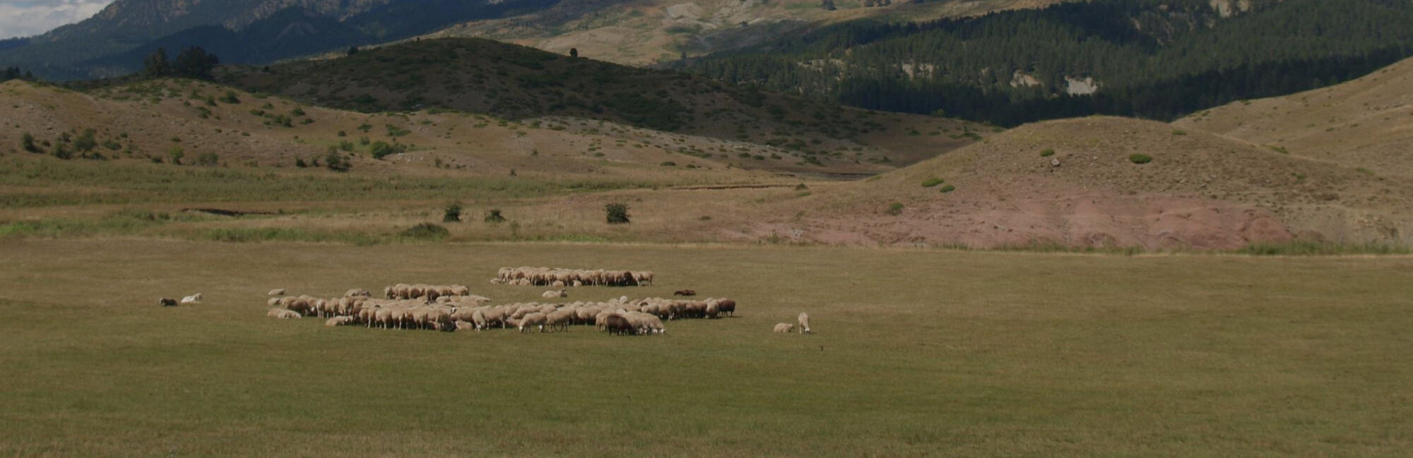 Sheep grazing in a field with mountains in the background