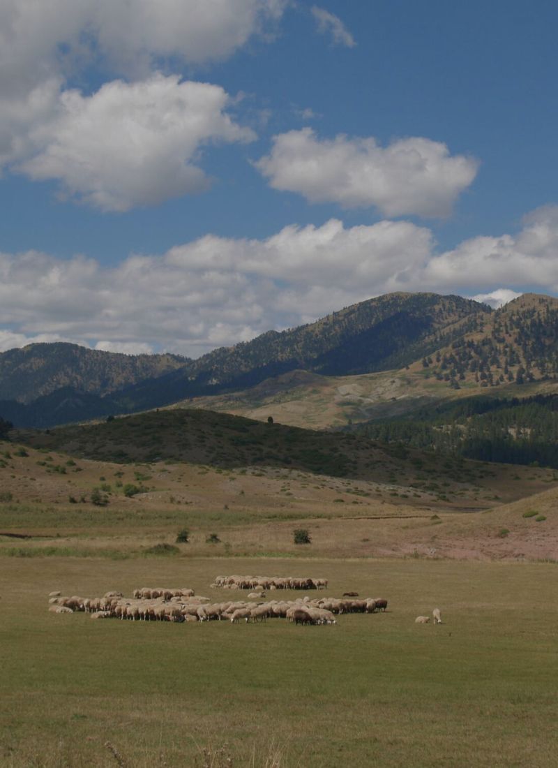 Sheep grazing in a field with mountains in the background